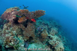 I took this pic in Jana island and this was my first pic ... by Abdul Alkulaib 